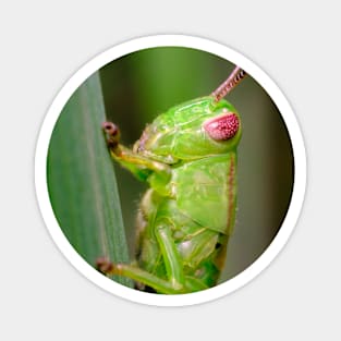 Green Grasshopper Macro Photograph Magnet